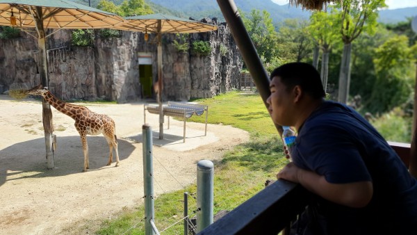 서울대공원 동물원(기린2)