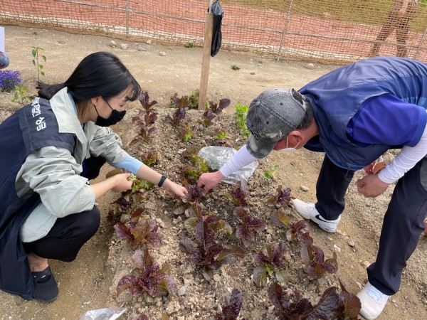 참새스토리 참여자와 함께 상추 수확