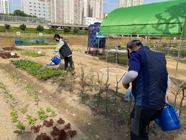 모종에 물을 주고 있는 참새스토리 참여자