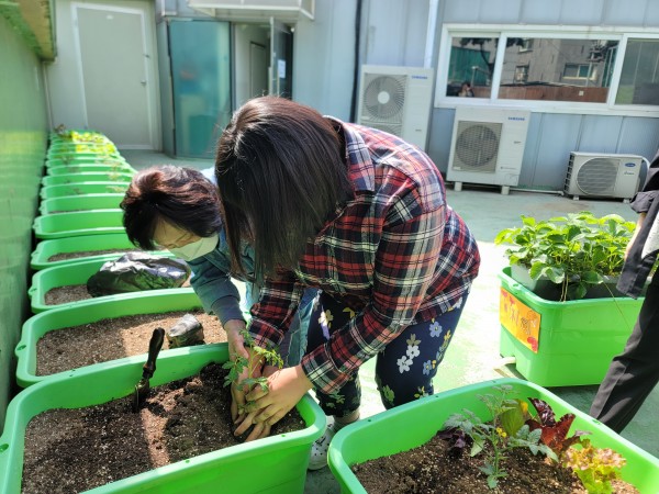 심은 토마토를 흙으로 덮는 이용자