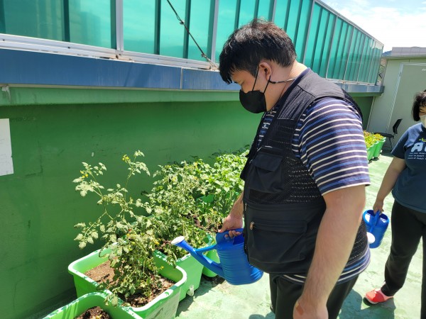 토마토에 물을 주는 이용자 모습