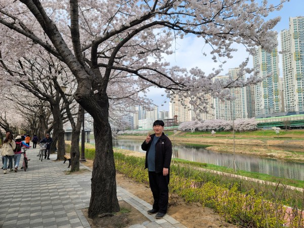 안양천에서 벚꽃 구경을 하는 이용자